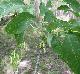 Fraxinus americana