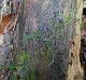 Galium uniflorum