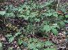 Ilex opaca