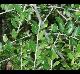 Ilex vomitoria