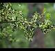 Ilex vomitoria