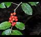 Ilex vomitoria