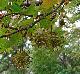 Liquidambar styraciflua