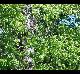 Liquidambar styraciflua