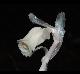 Monotropa uniflora
