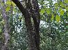 Morus rubra