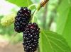 Morus rubra