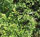 Nekemias arborea