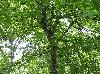 Nyssa sylvatica