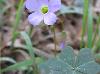 Oxalis violacea