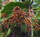 Parthenocissus quinquefolia