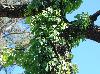 Parthenocissus quinquefolia