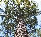 Pinus taeda