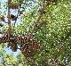 Pinus taeda