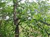 Prunus serotina