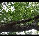 Quercus falcata