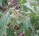 Quercus falcata