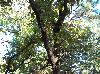 Quercus marilandica