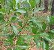 Quercus nigra