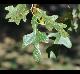 Quercus stellata