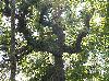 Quercus stellata