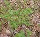 Rhus aromatica