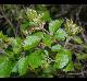 Rhus aromatica