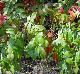 Rhus copallinum