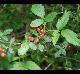 Rubus argutus