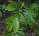 Sassafras albidum