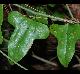 Smilax bona-nox