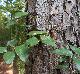 Smilax smallii