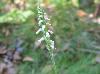 Spiranthes ovalis