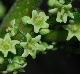 Toxicodendron radicans