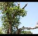 Toxicodendron radicans
