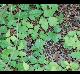 Toxicodendron radicans