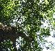 Ulmus alata