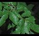 Ulmus alata