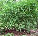 Vaccinium arboreum