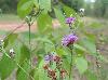 Vernonia texana