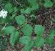 Viburnum dentatum