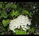 Viburnum rufidulum