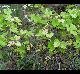 Vitis aestivalis