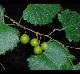 Vitis rotundifolia