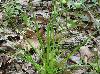 Allium canadense-var-canadense