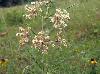Asclepias verticillata