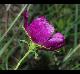 Callirhoe papaver