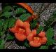 Campsis radicans