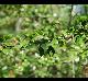 Crataegus brachyacantha