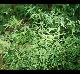 Desmodium paniculatum